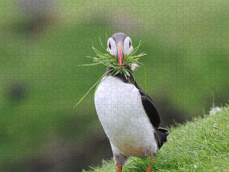 Ein Motiv aus dem Kalender Papageientaucher 2022 - Magische Vögel des Nordmeers - CALVENDO Foto-Puzzle'