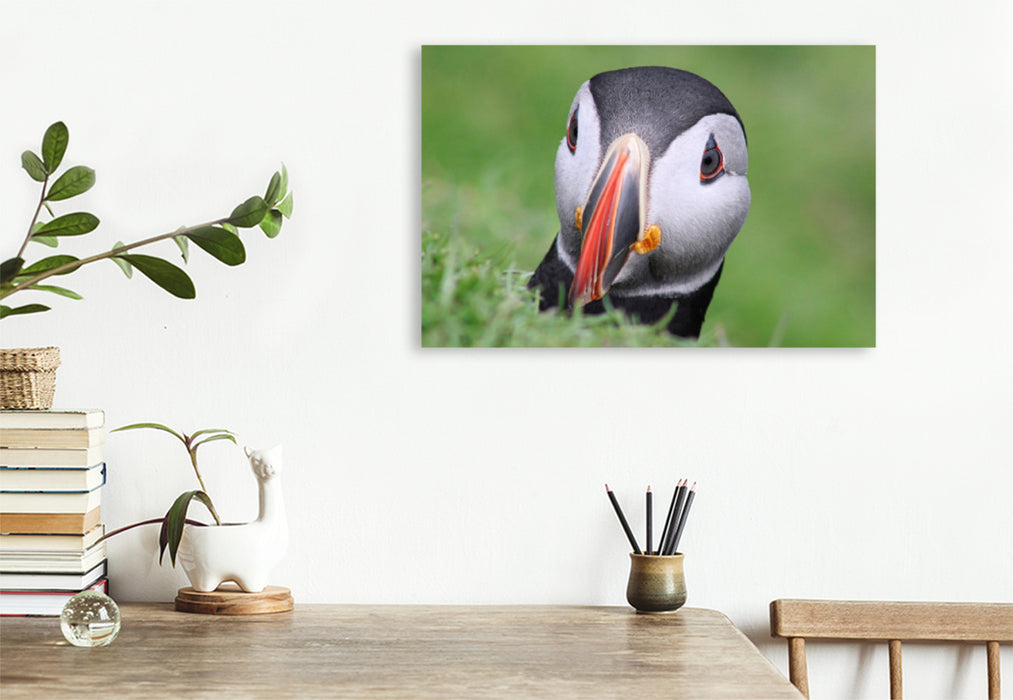 Premium textile canvas Premium textile canvas 75 cm x 50 cm across A motif from the Puffin 2022 calendar - Magical Birds of the Northern Sea 