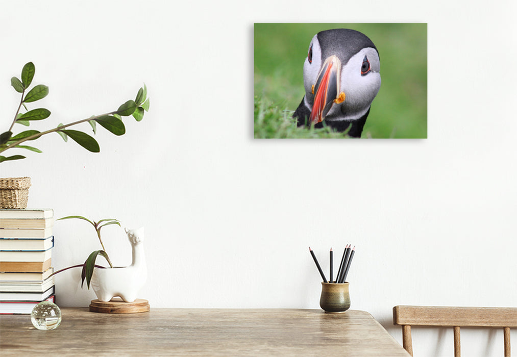 Premium textile canvas Premium textile canvas 75 cm x 50 cm across A motif from the Puffin 2022 calendar - Magical Birds of the Northern Sea 