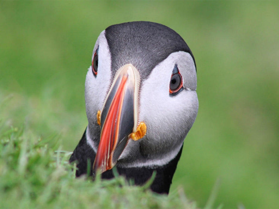Ein Motiv aus dem Kalender Papageientaucher 2022 - Magische Vögel des Nordmeers - CALVENDO Foto-Puzzle'