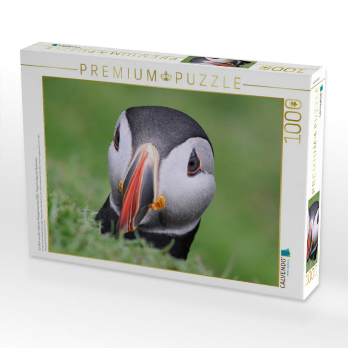 Ein Motiv aus dem Kalender Papageientaucher 2022 - Magische Vögel des Nordmeers - CALVENDO Foto-Puzzle'