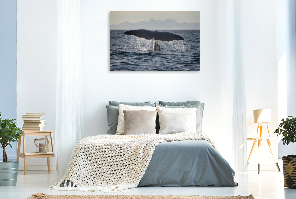 Premium Textil-Leinwand Premium Textil-Leinwand 120 cm x 80 cm quer Ein Motiv aus dem Kalender Die Wale von Andenes