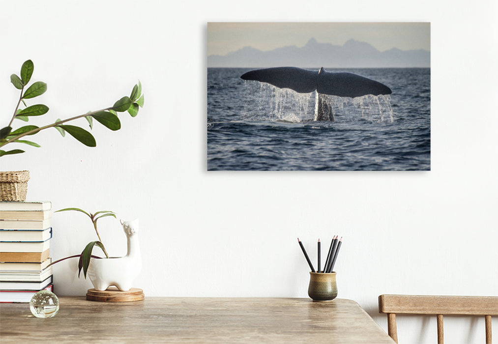Premium Textil-Leinwand Premium Textil-Leinwand 120 cm x 80 cm quer Ein Motiv aus dem Kalender Die Wale von Andenes