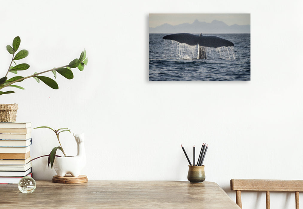 Premium textile canvas Premium textile canvas 120 cm x 80 cm landscape A motif from the calendar The Whales of Andenes 