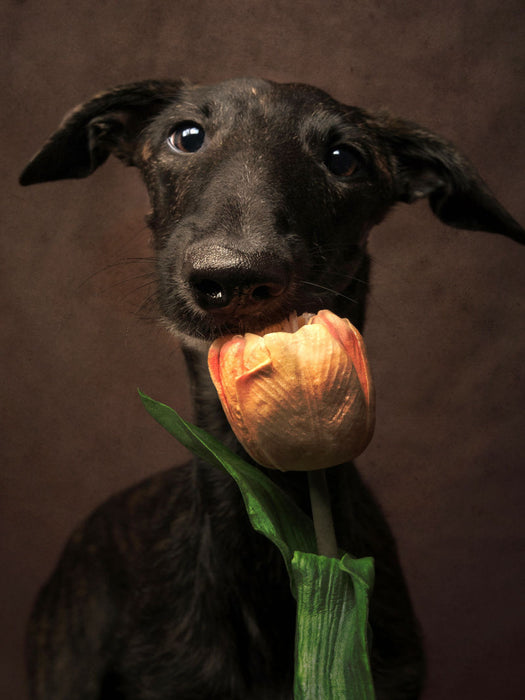 Happy Valentine - CALVENDO Foto-Puzzle'