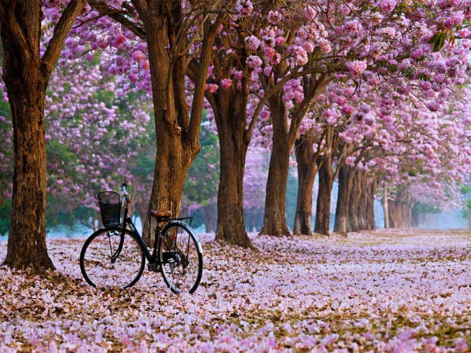 Fahrrad im Park - CALVENDO Foto-Puzzle'