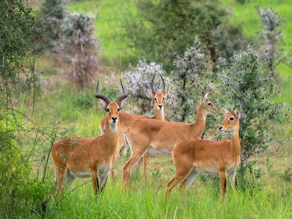 Herde Uganda-Kobs im Murchison Falls Nationalpark - CALVENDO Foto-Puzzle'