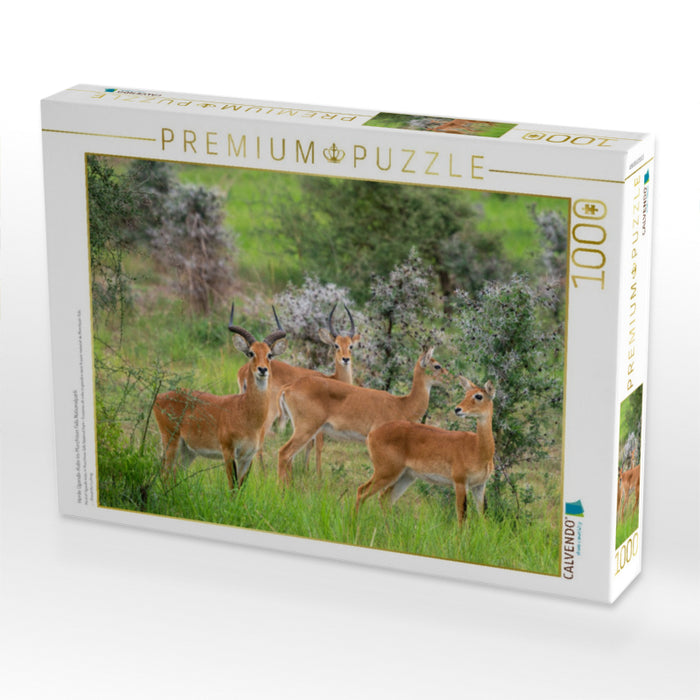 Herde Uganda-Kobs im Murchison Falls Nationalpark - CALVENDO Foto-Puzzle'