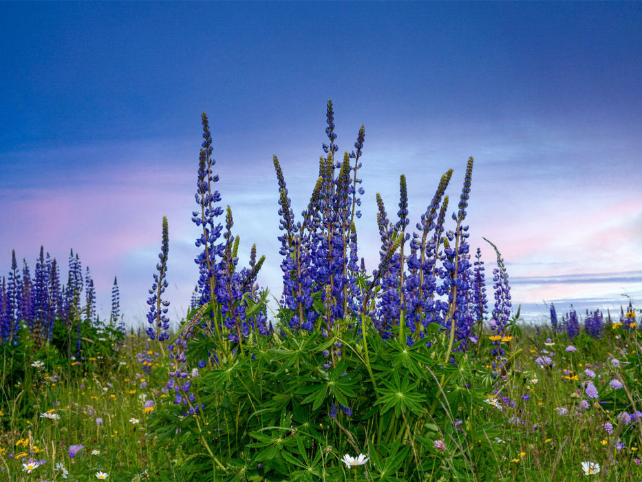 Lupinen - CALVENDO Foto-Puzzle'