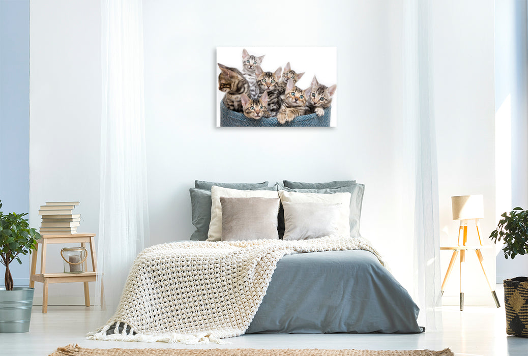 Premium Textil-Leinwand Premium Textil-Leinwand 120 cm x 80 cm quer Ein Motiv aus dem Kalender Mini Leoparden - mit Bengalkätzchen durch das Jahr