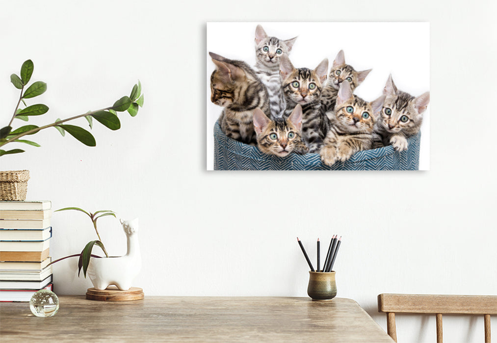 Premium textile canvas Premium textile canvas 120 cm x 80 cm across A motif from the Mini Leopards calendar - with Bengal kittens throughout the year 