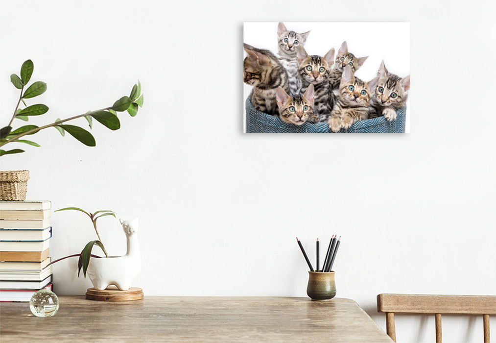 Premium textile canvas Premium textile canvas 120 cm x 80 cm across A motif from the Mini Leopards calendar - with Bengal kittens throughout the year 