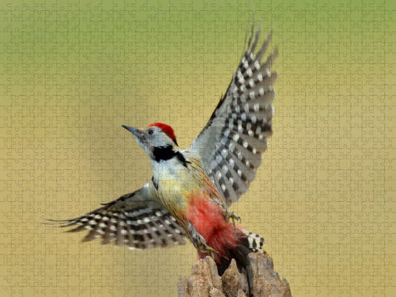 Ein Motiv aus dem Kalender Wilde Vögel vor der Kamera - CALVENDO Foto-Puzzle'