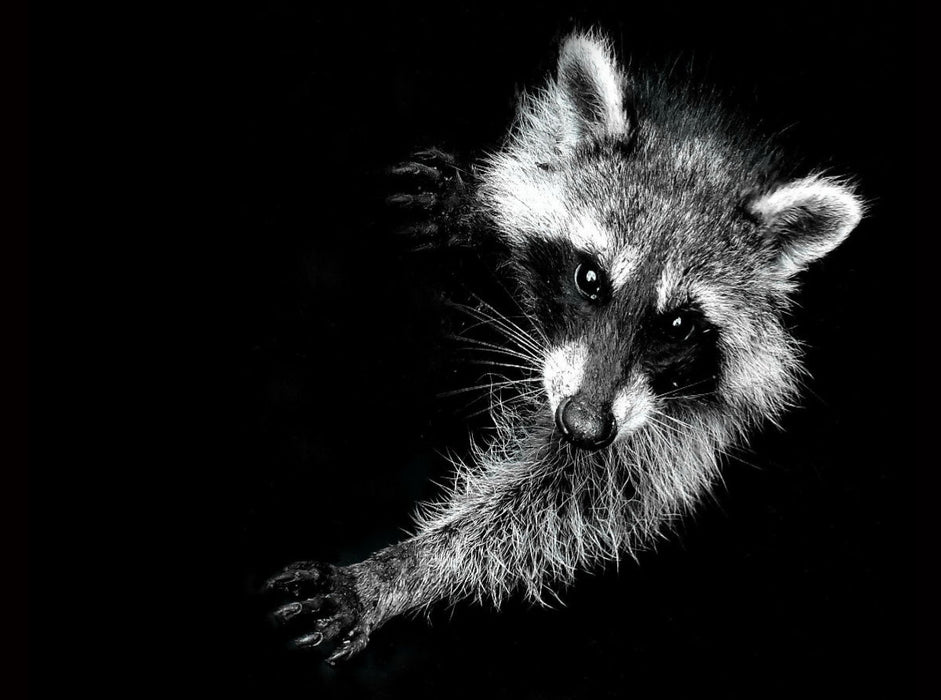 Durch seine Beliebtheit verliert der Waschbär auch die Scheu vor den Menschen. - CALVENDO Foto-Puzzle'