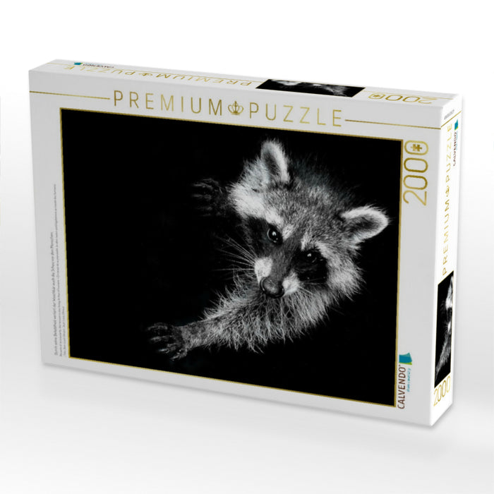 Durch seine Beliebtheit verliert der Waschbär auch die Scheu vor den Menschen. - CALVENDO Foto-Puzzle'