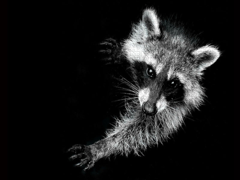 Durch seine Beliebtheit verliert der Waschbär auch die Scheu vor den Menschen. - CALVENDO Foto-Puzzle'