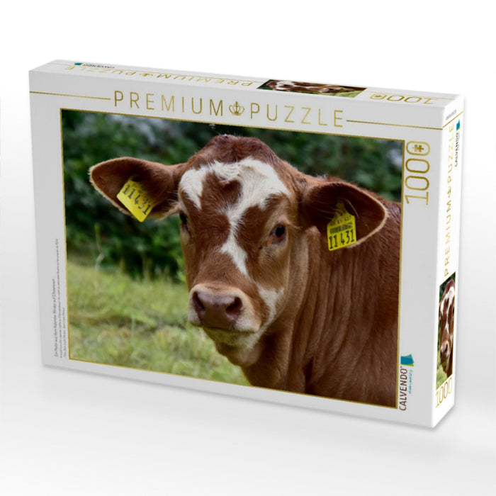 Ein Motiv aus dem Kalender Rinder auf Eifelwiesen - CALVENDO Foto-Puzzle'