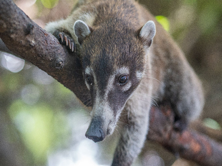Süßer Nasenbär sitzt auf dem Baum - CALVENDO Foto-Puzzle'
