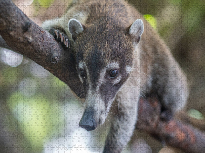 Süßer Nasenbär sitzt auf dem Baum - CALVENDO Foto-Puzzle'