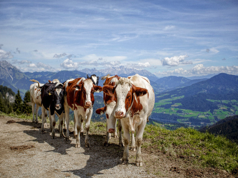 Sie kommen - CALVENDO Foto-Puzzle'