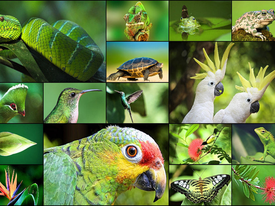 Jungle Adventure - CALVENDO Foto-Puzzle'