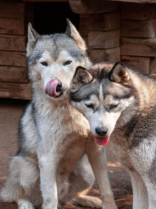 Kira und Lennox - CALVENDO Foto-Puzzle'