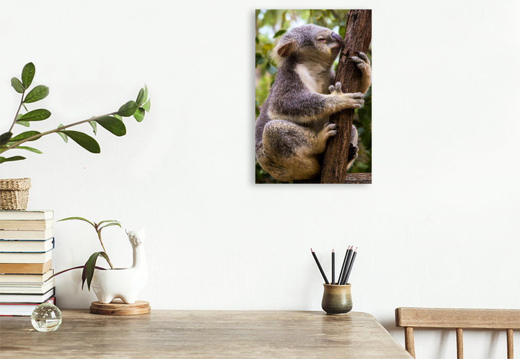 Premium Textil-Leinwand Premium Textil-Leinwand 80 cm x 120 cm  hoch Koala klettert auf Eukalyptusbaum