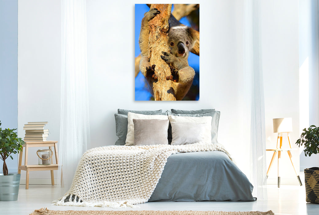 Premium Textil-Leinwand Premium Textil-Leinwand 80 cm x 120 cm  hoch Kleiner Koala auf Eukalyptusbaum