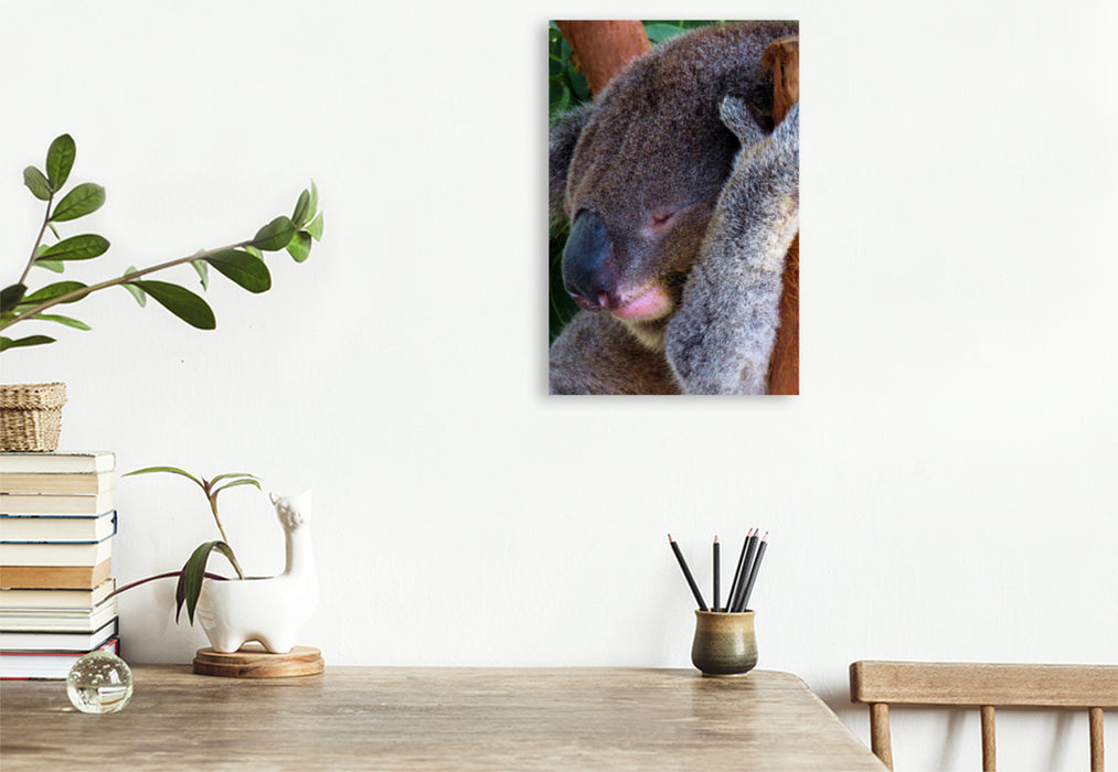 Premium Textil-Leinwand Premium Textil-Leinwand 80 cm x 120 cm  hoch Niedlicher schlafender Koala