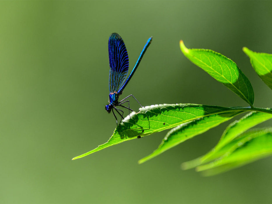 Blue-winged demoiselle - CALVENDO photo puzzle 