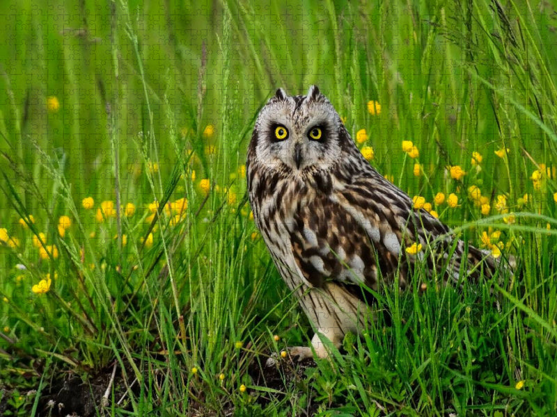 Ein Motiv aus dem Kalender Wilde Tiere vor der Kamera - CALVENDO Foto-Puzzle'