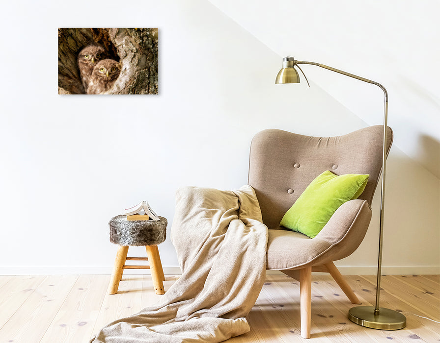 Premium Textil-Leinwand Junge Steinkäuze