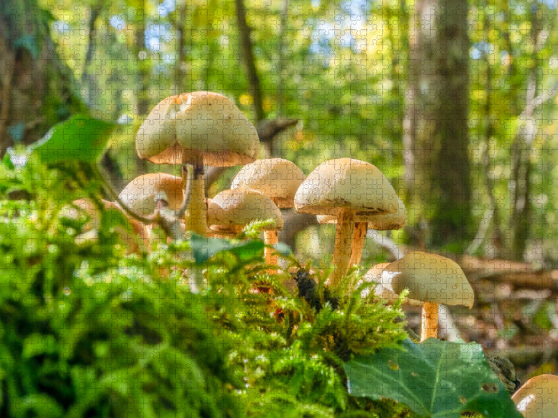 Hypholoma fasciculare - CALVENDO Foto-Puzzle'