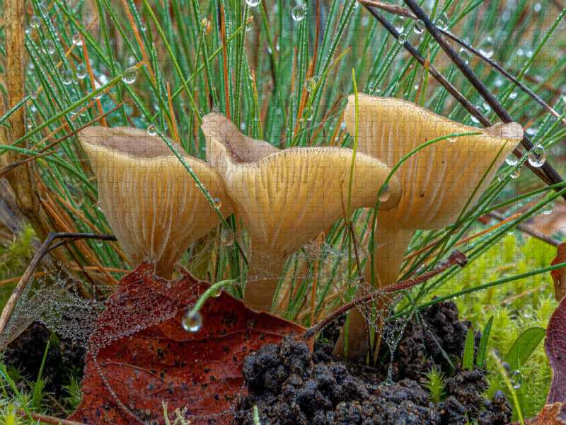 Ampulloclitocybe clavipes - CALVENDO Foto-Puzzle'