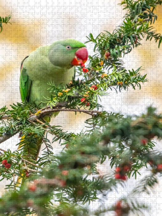 Halsbandsittich - CALVENDO Foto-Puzzle'