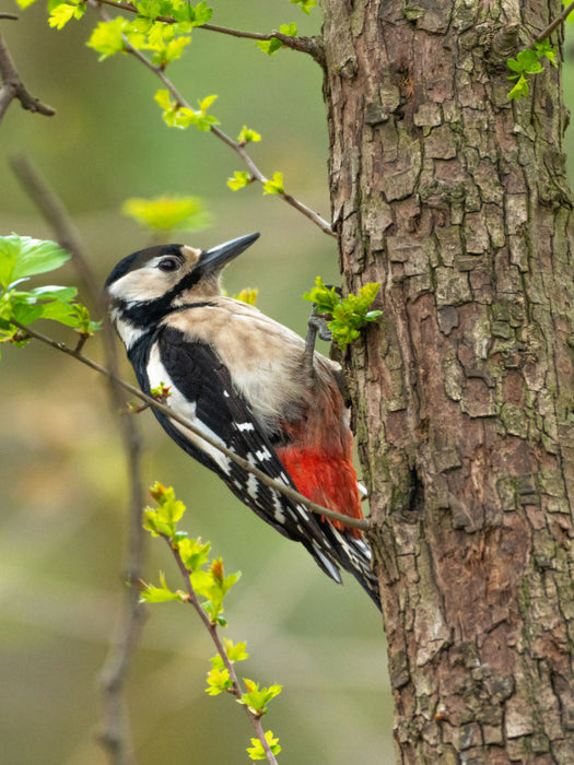 Buntspecht - CALVENDO Foto-Puzzle'