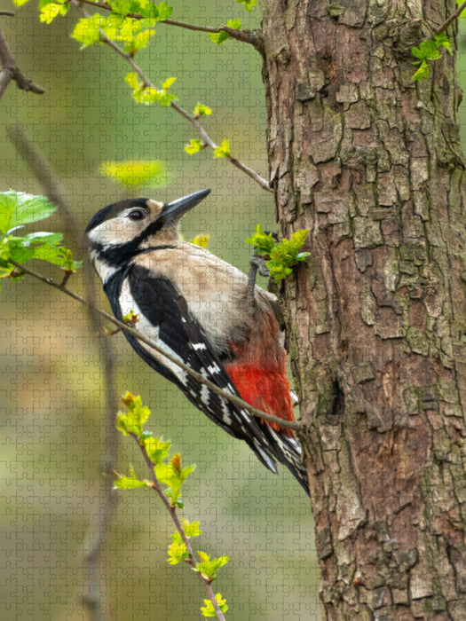 Buntspecht - CALVENDO Foto-Puzzle'