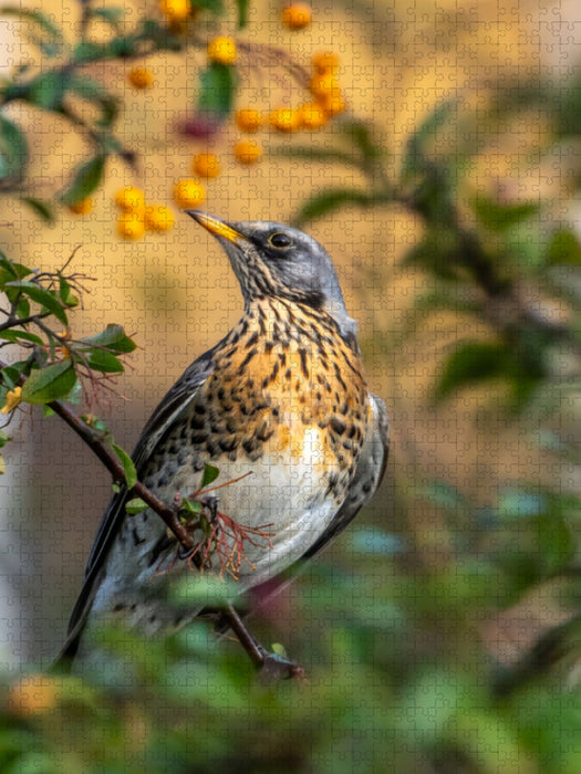 Ein Motiv aus dem Kalender Vogel Sinfonie in Köln - CALVENDO Foto-Puzzle'
