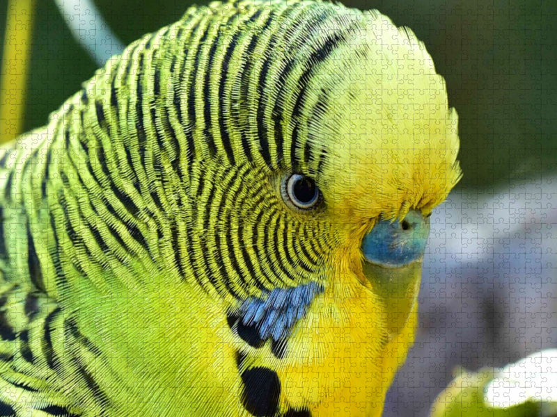 Nahaufnahme eines zutraulichen Wellensittichs - CALVENDO Foto-Puzzle'