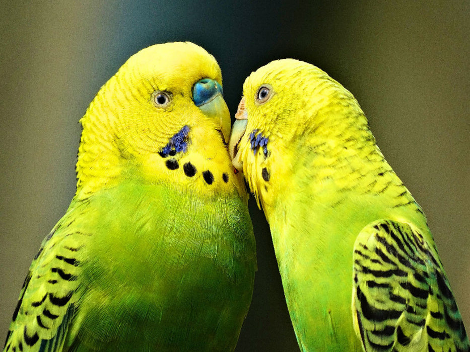 Verliebtes Wellensittichpärchen - CALVENDO Foto-Puzzle'