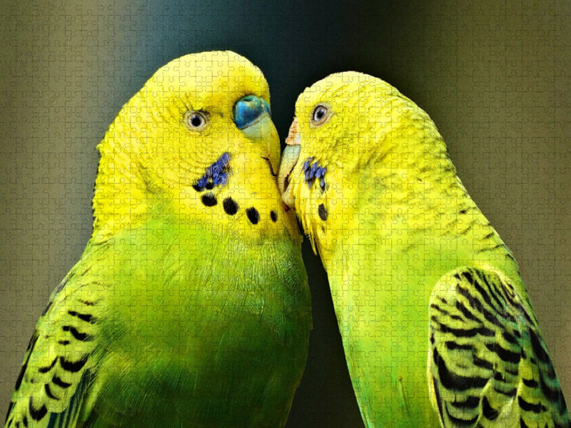Verliebtes Wellensittichpärchen - CALVENDO Foto-Puzzle'