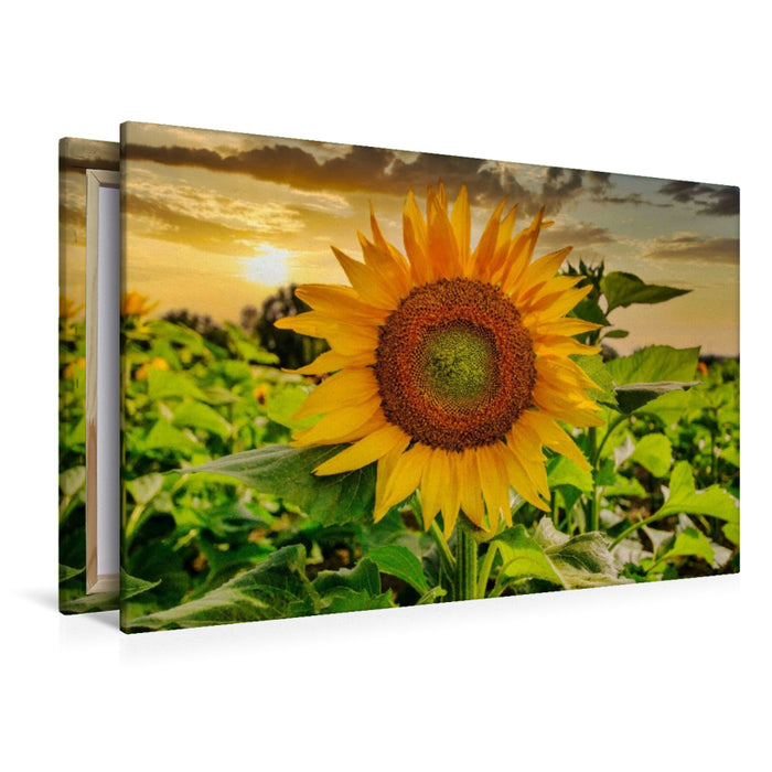 Premium Textil-Leinwand Sonnenblumenfeld in der Lausitz
