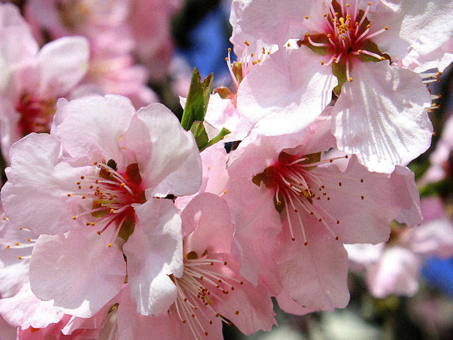 Prunus dulcis var. amara -Rosa Mandelblüte an der Deutschen Weinstrasse 1000 Teile Puzzle quer - CALVENDO Foto-Puzzle'
