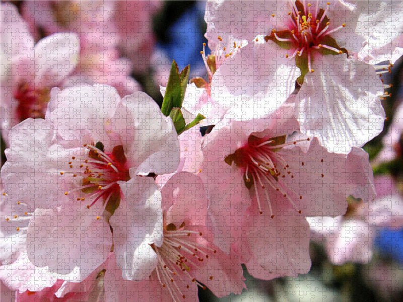 Prunus dulcis var. amara -Rosa Mandelblüte an der Deutschen Weinstrasse 1000 Teile Puzzle quer - CALVENDO Foto-Puzzle'