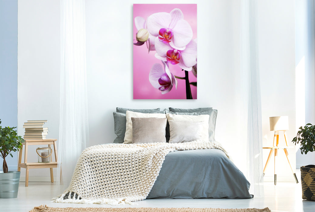 Premium Textil-Leinwand Premium Textil-Leinwand 80 cm x 120 cm  hoch Schmetterlingsorchidee, Phalaenopsis