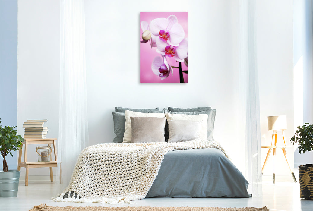 Premium Textil-Leinwand Premium Textil-Leinwand 80 cm x 120 cm  hoch Schmetterlingsorchidee, Phalaenopsis