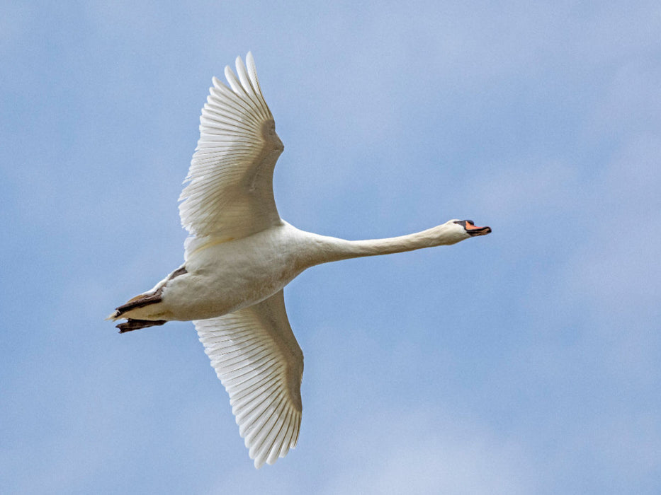 Höckerschwan (Cygnus olor) - CALVENDO Foto-Puzzle'