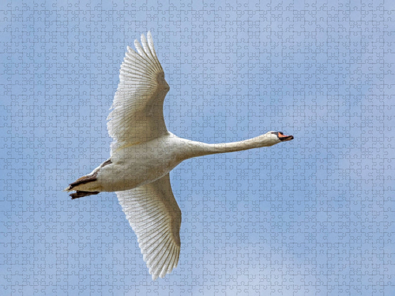 Höckerschwan (Cygnus olor) - CALVENDO Foto-Puzzle'