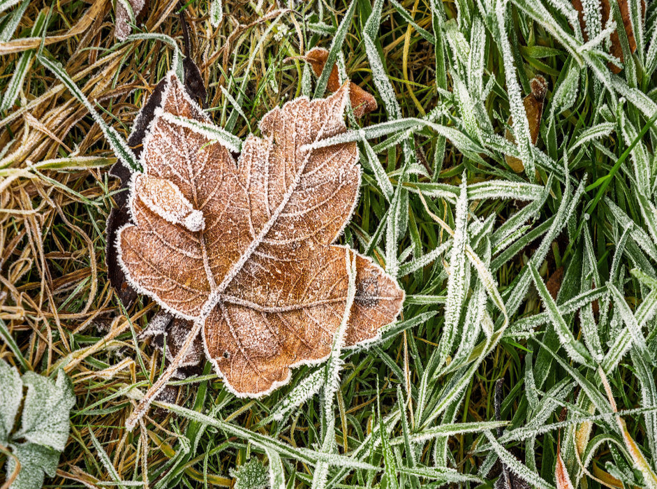Maple on the winter meadow - CALVENDO photo puzzle 