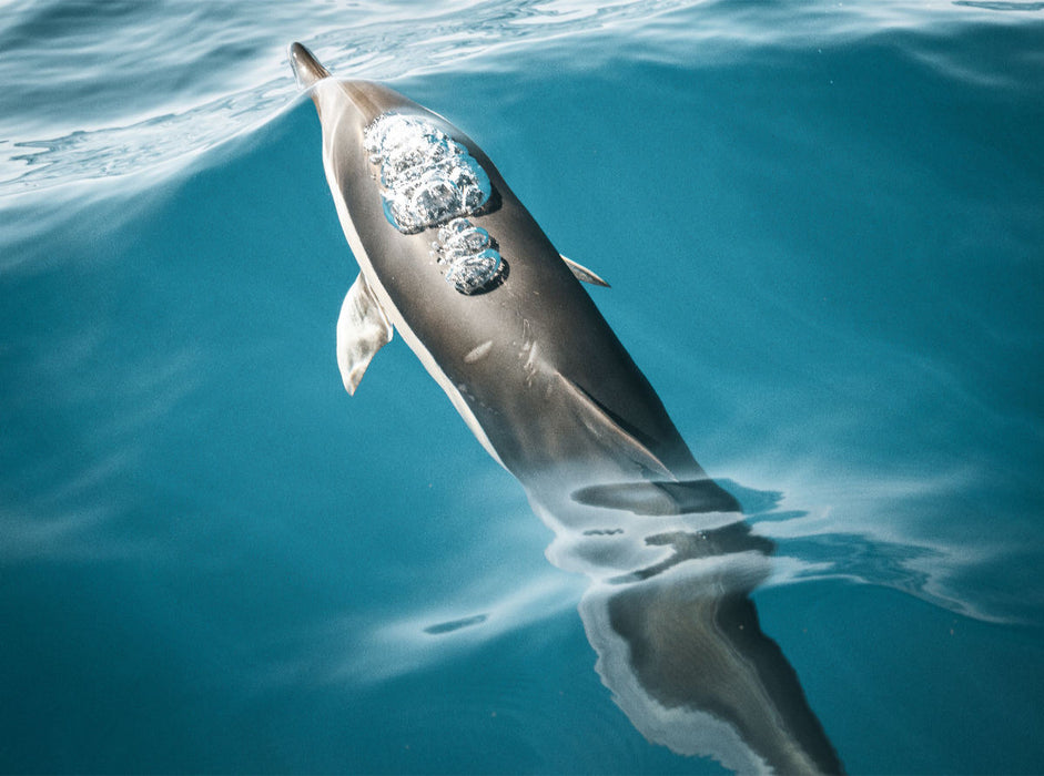 Madeira's friendly sea creatures - CALVENDO photo puzzle 